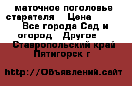 маточное поголовье старателя  › Цена ­ 3 700 - Все города Сад и огород » Другое   . Ставропольский край,Пятигорск г.